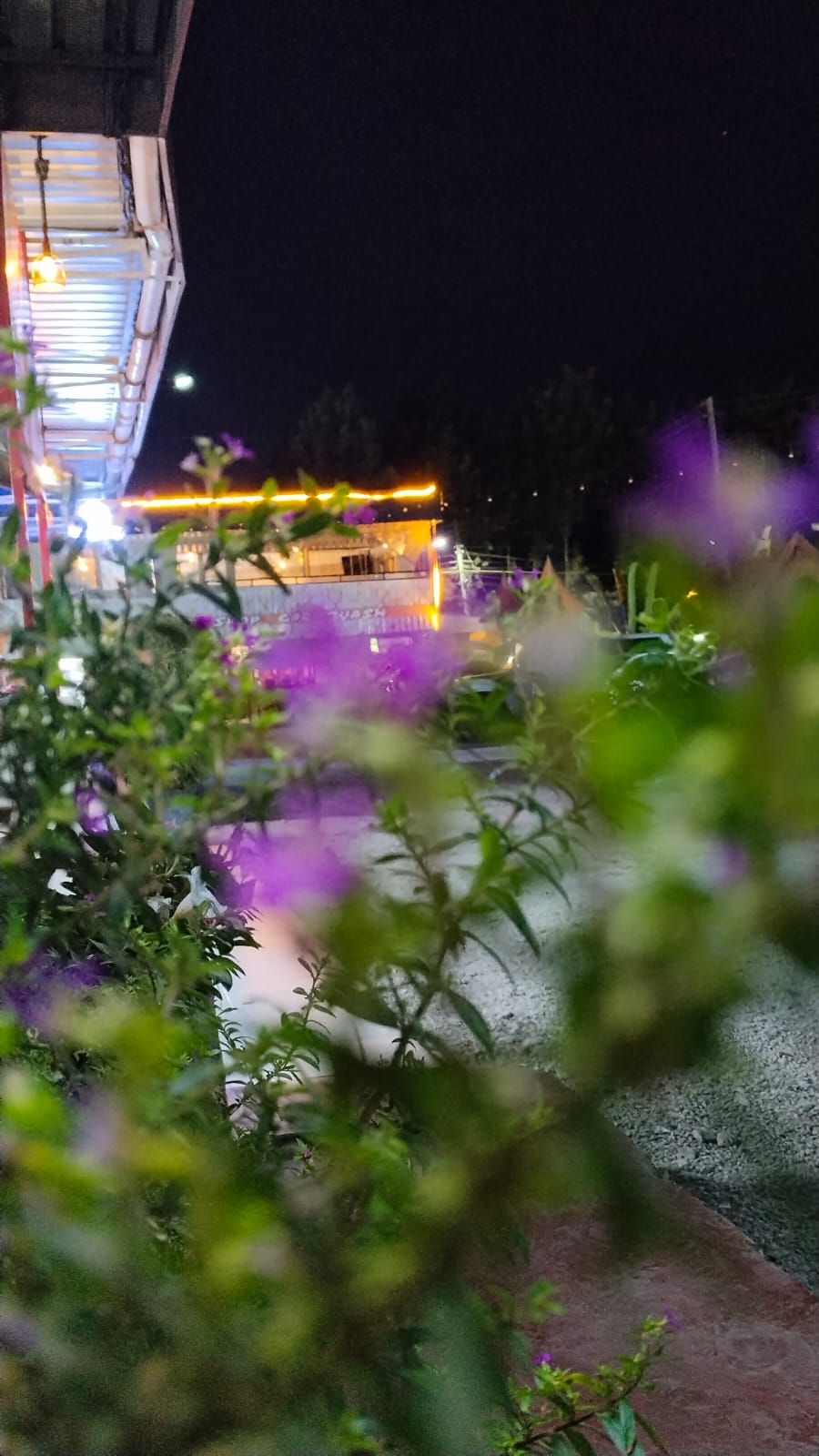 Purple flowers in the garden, the car wash lights beyond
