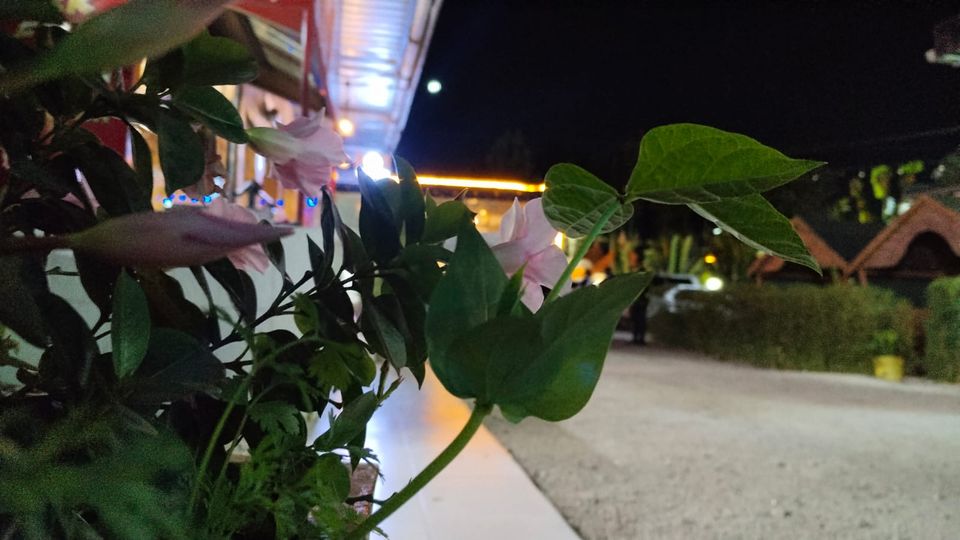 Garden plants along the walkway, the lounge lights beyond